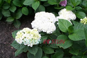 hortenzie velkolistá Regula - Hydrangea macrophylla Regula