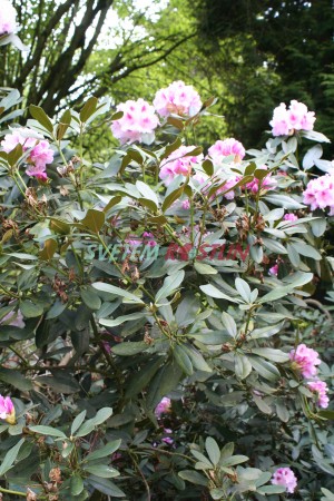 Pěnišník Lamentosa - Rhododendron Lamentosa
