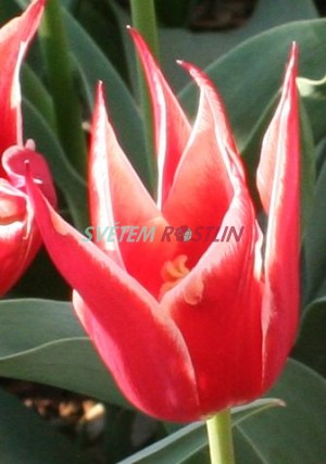 tulipán Aladdin's Record - Tulipa Aladdin's Record
