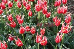 tulipán Aladdin's Record - Tulipa Aladdin's Record