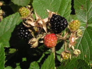 ostružiník - Rubus fruticosus