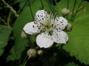 ostružiník - Rubus fruticosus