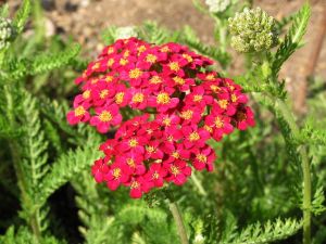 řebříček obecný - Achillea millefolium