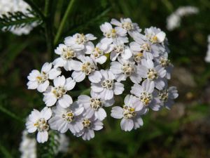 řebříček obecný - Achillea millefolium