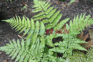 kapraď - Dryopteris erythrosora