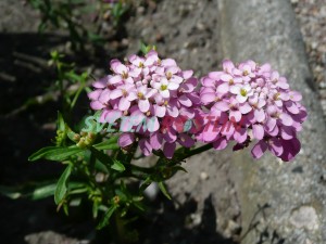 iberka okoličnatá - Iberis umbellata