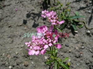 iberka okoličnatá - Iberis umbellata