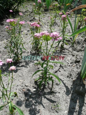 iberka okoličnatá - Iberis umbellata