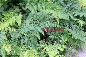 Adiantum venustum
