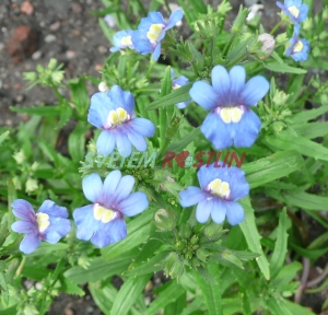 hledíkovka Blue Gem - Nemesia Blue Gem