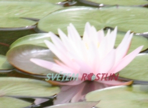 leknín Pink Starlet - Nymphaea Pink Starlet