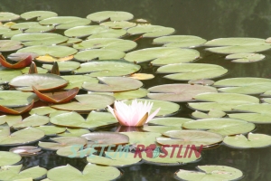leknín Pink Starlet - Nymphaea Pink Starlet