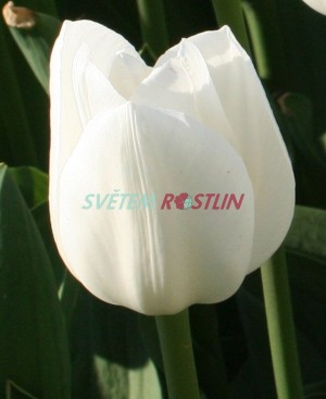 tulipán Royal Virgin - Tulipa Royal Virgin