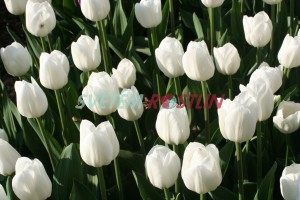 tulipán Royal Virgin - Tulipa Royal Virgin