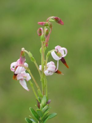 klivka velkoplodá - Oxycoccus macrocarpus