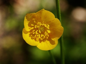 pryskyřník prudký - Ranunculus acris