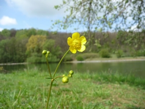 pryskyřník prudký - Ranunculus acris