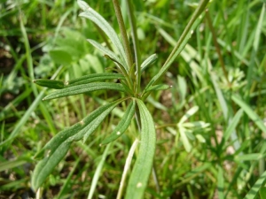 pryskyřník prudký - Ranunculus acris