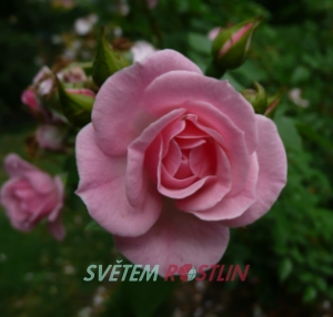 růže Bournonville - Rosa Bournonville