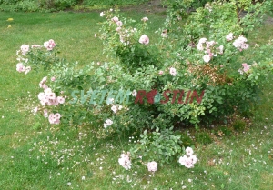 růže Bournonville - Rosa Bournonville