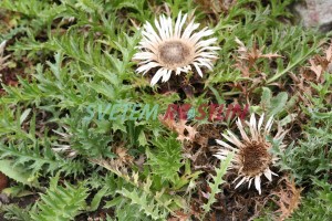 pupava bezlodyžná - Carlina acaulis