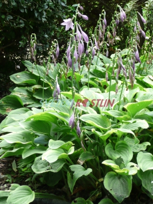 bohyška Golden Tiara - Hosta Golden Tiara