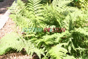 kapraď - Dryopteris stewartii