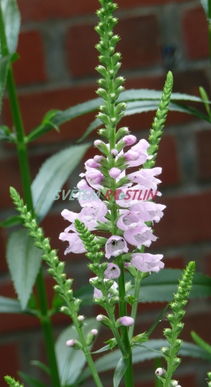 řetězovka viržinská Bouquet Rose - Physostegia virginiana Bouquet Rose