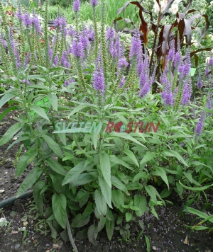 rozrazil dlouholistý Blauriesin - Veronica longifolia Blauriesin