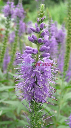 rozrazil dlouholistý Blauriesin - Veronica longifolia Blauriesin