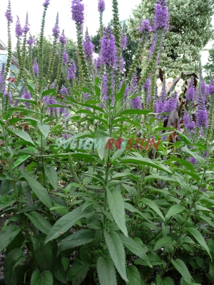 rozrazil dlouholistý Blauriesin - Veronica longifolia Blauriesin