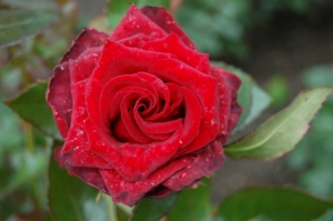růže Black Magic - Rosa Black Magic