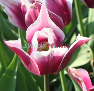 tulipán Ballade - Tulipa Ballade