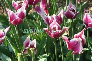 tulipán Ballade - Tulipa Ballade