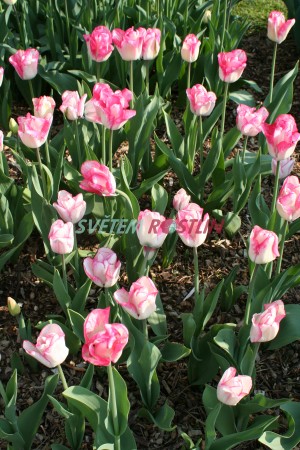 tulipán Marjolein Bastin - Tulipa Marjolein Bastin