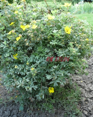 mochna křovitá Sommerflor - Potentilla fruticosa Sommerflor