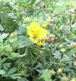 mochna křovitá Sommerflor - Potentilla fruticosa Sommerflor