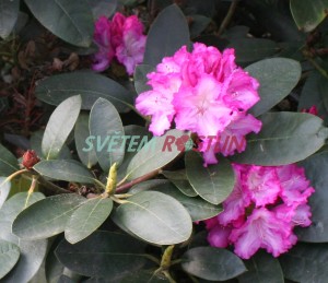 Pěnišník Blurettia - Rhododendron Blurettia