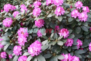 Pěnišník Blurettia - Rhododendron Blurettia