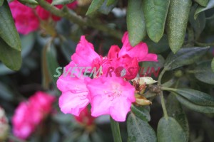 Pěnišník Fantastica - Rhododendron Fantastica