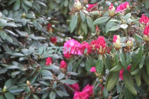 Pěnišník Fantastica - Rhododendron Fantastica