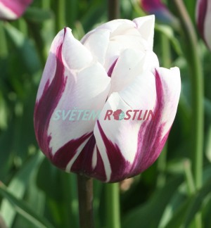 tulipán Zurel - Tulipa Zurel