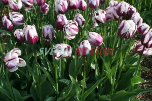 tulipán Zurel - Tulipa Zurel