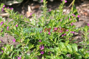 hlazenec Firefly - Cuphea × purpurea Firefly