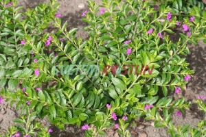 hlazenec Firefly - Cuphea × purpurea Firefly