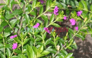 hlazenec Firefly - Cuphea × purpurea Firefly