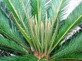 Exotick rostliny