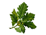 Listn��e