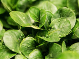 Listov zelenina