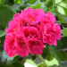 pelargonie
